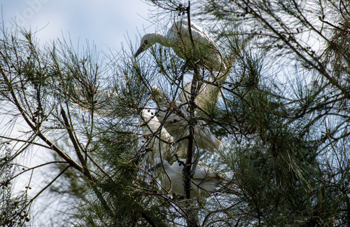 Egret (Ardea alba)