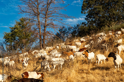 Goats grazing a dry California hillside to reduce vegetation and fire mitigation.