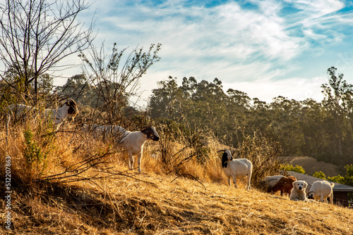 A herd of goats grazes a dry California hillside to reduce wildfire risk and invasive species. photo