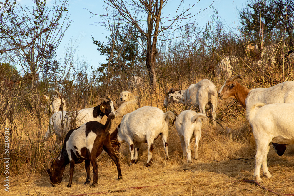 Goats grazing a dry California hillside to reduce vegetation and fire mitigation. Goats grazing a dry California hillside to reduce vegetation and fire mitigation.