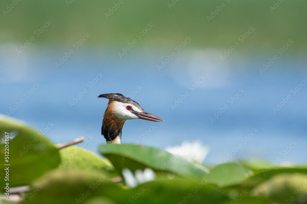 Fototapeta premium Crested grebe swims on the lake in a field of white water lilies