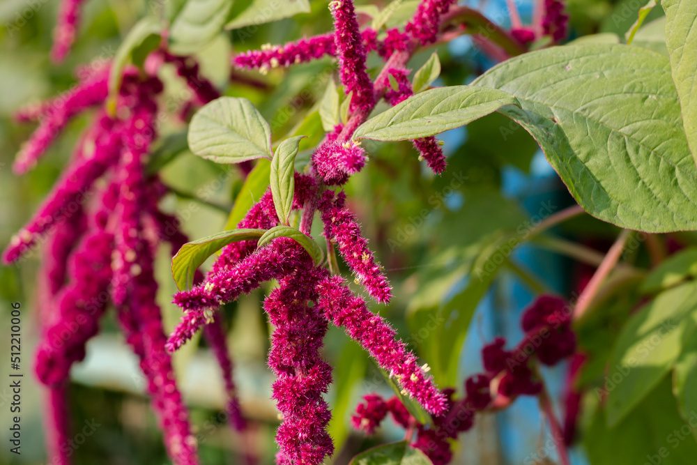 Obraz premium tailed amaranth. unusual flower. pink tails on the plant. botany. floristics.