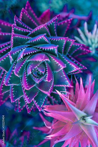 Nature poster. succulent (purple and green)