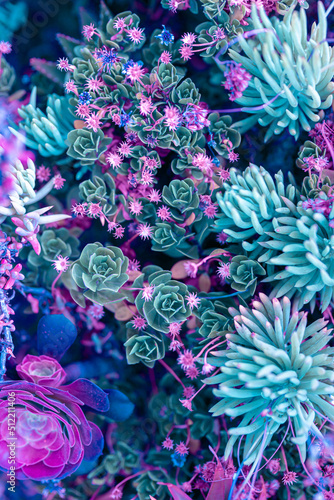 Nature poster. succulent  purple and green 