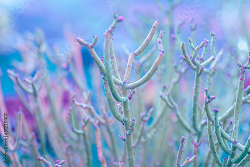 Nature poster. succulent (purple and green)