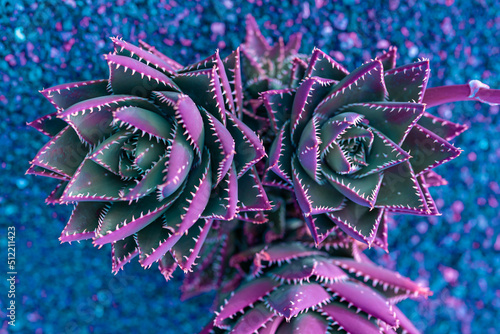 Nature poster. succulent (purple and green)