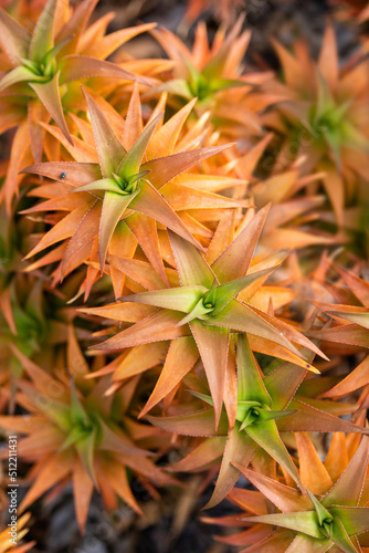 Nature poster. tropic plants (orange and green)