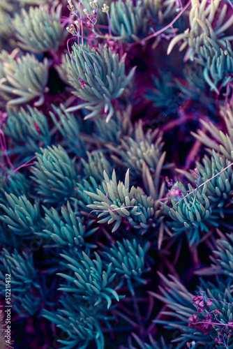 Nature poster. succulent (purple and green)