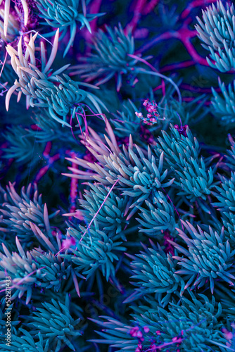 Nature poster. succulent (purple and green)