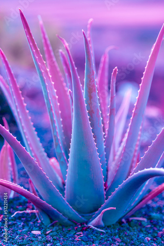 Nature poster. succulent aloe(purple and green)