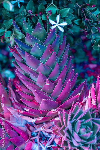 Nature poster. succulent (purple and green)