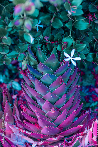 Nature poster. succulent (purple and green)