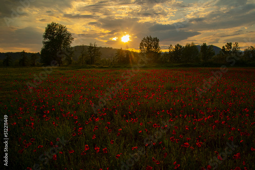 suggestive sunset over the poppy field in summer