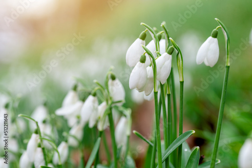 white snowdrops on green grass on a spring sunny day. Space for text. High quality photo
