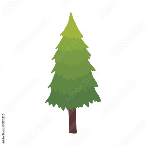 pine tree plant coniferus