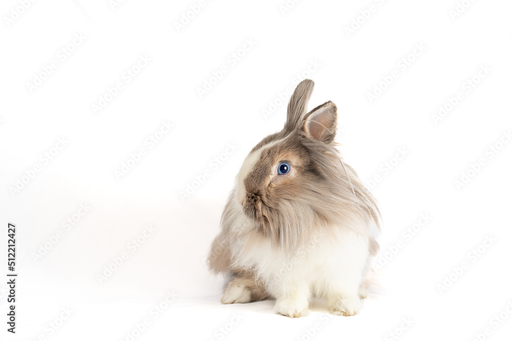 Studio photography with an isolated background of a rabbit with lots of hair and incredible blue eyes