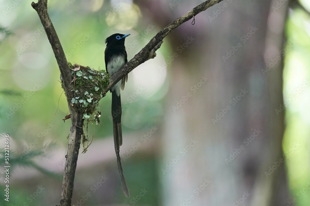 japanese paradise flycatcher on a branch japanese paradise flycatcher on a branch
