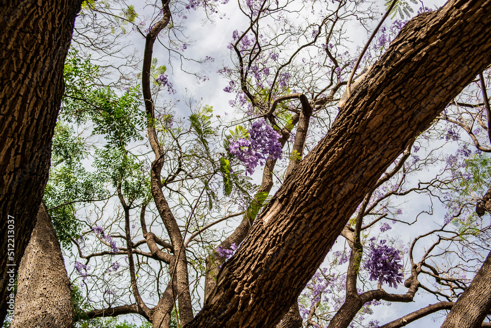 Fototapeta premium Background with branches of Jacaranda Mimosifolia tree with violet flowers