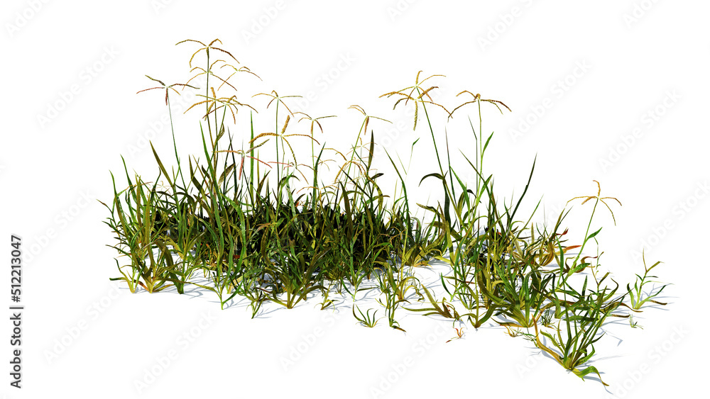 green grass isolated on white background Stock Illustration | Adobe Stock