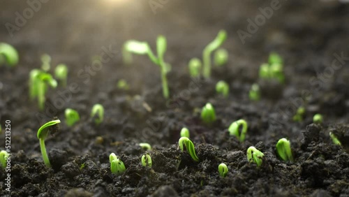 Growing plants in timelapse, Sprouts Germination newborn seeds