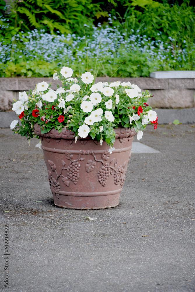 Red and White Petunia Plants in a Large Pot	