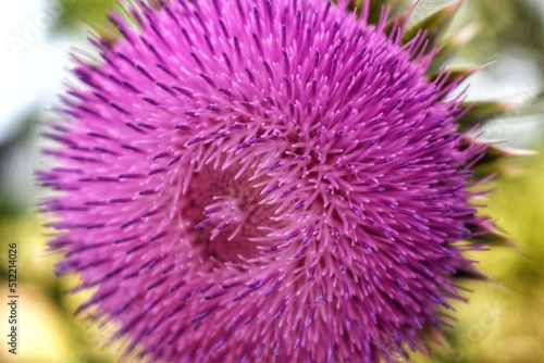 thistle flower