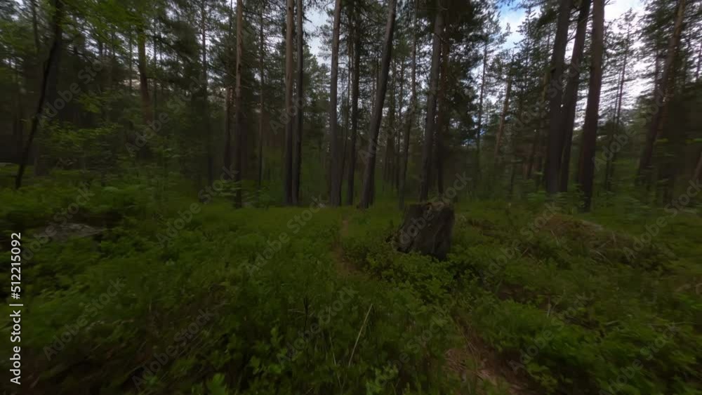 fpv drone shot in the dark green forest flying close between trees fpv drone shot in the dark green forest flying close between trees