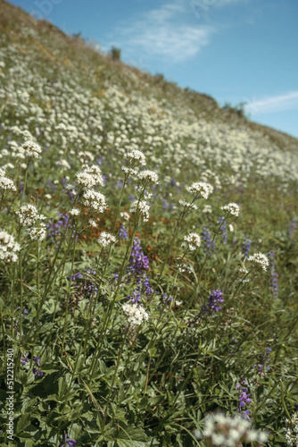 Mountain wild flowers