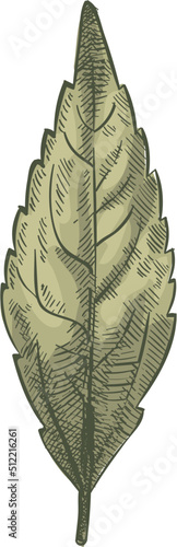 Green willow leaf