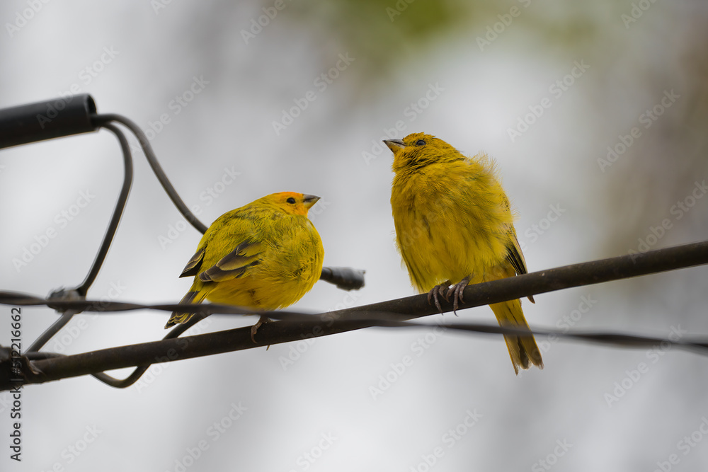 Fototapeta premium Pássaro canarinho sobre fios repousando durante tempo frio na América do Sul. Brasil.