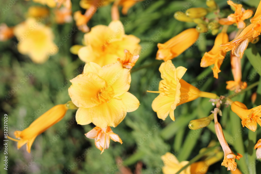 Obraz premium yellow flower in the garden