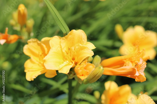 yellow flower in the garden © Ivette