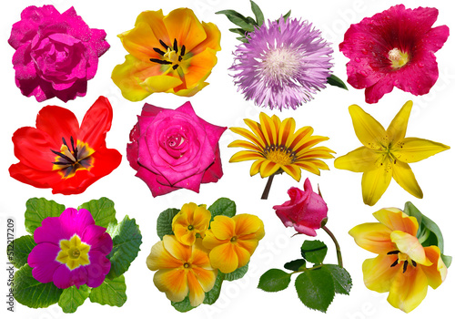 collection of flowers of different colors and shapes isolated on white background.