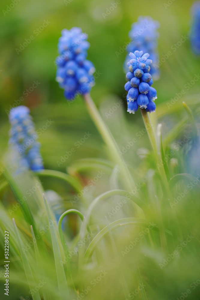 Blue bluebell flowers outside on a plant. Blue bluebell flowers outside on a plant.