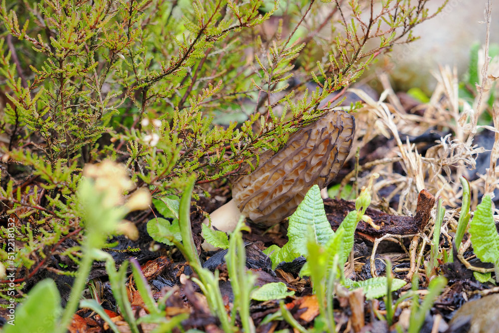 Edible morel mushroom outside in the garden.