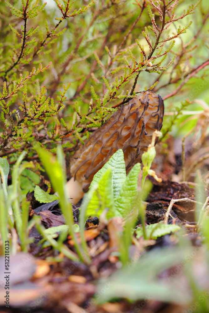 Edible morel mushroom outside in the garden. Edible morel mushroom outside in the garden.