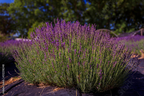 Lavender field in bloom ready for harvest on a farm in Vacaville Northern California, near San Francisco photo