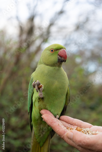 Green parrot being fed in Hyde Park, London