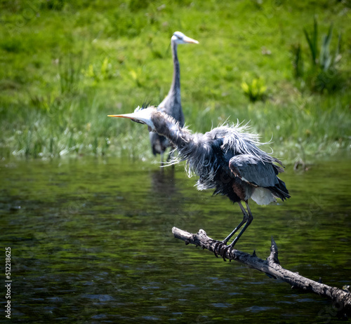 Perched great blue heron shaking itself with second heron behind photo