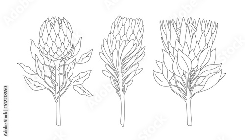 Hand drawn line set of branches of protea isolated on white background. Linear sketches. Minimalist prints collection. Vector EPS 10
