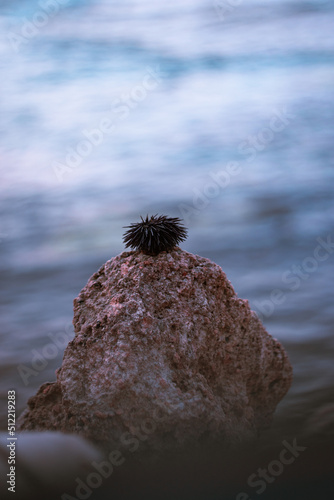 urchins in beach