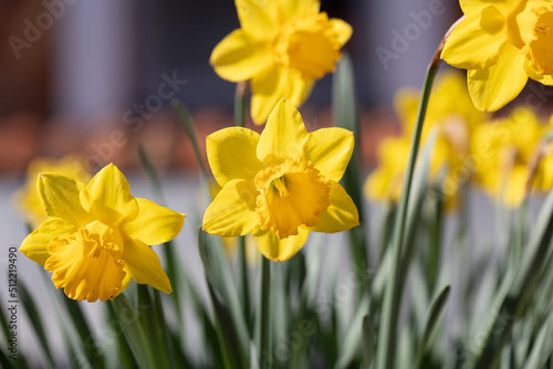 Fototapeta Naklejka Na Ścianę i Meble -  Yellow narcissus, known as daffodil or jonquil