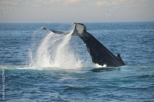 humpback tail