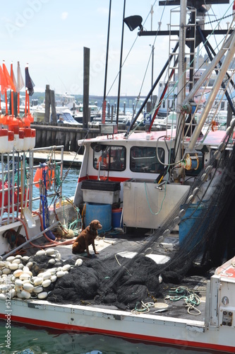 Dog on fishing boat