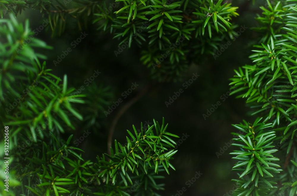 Juicy greens. Needles on Christmas tree branches,