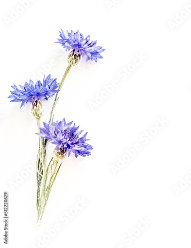 Bouquet of Blue Corn Flowers on white background  impressionistic