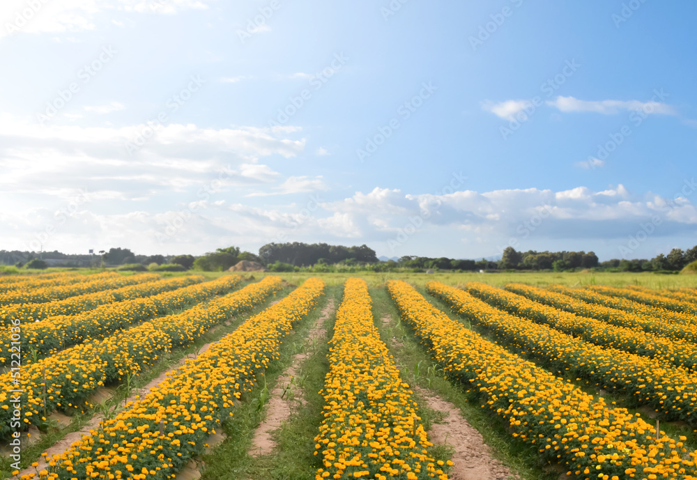 Marigold flower garden in the afternoon of the day in Asian country.