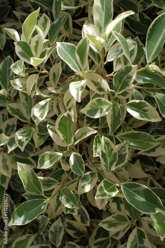 Photo of a set of Euonymus plants with green leaves from the center and yellow edge that can be used as a background