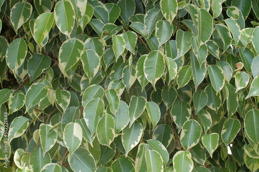 Obraz premium Photo of a set of Euonymus plants with green leaves from the center and yellow edge that can be used as a background