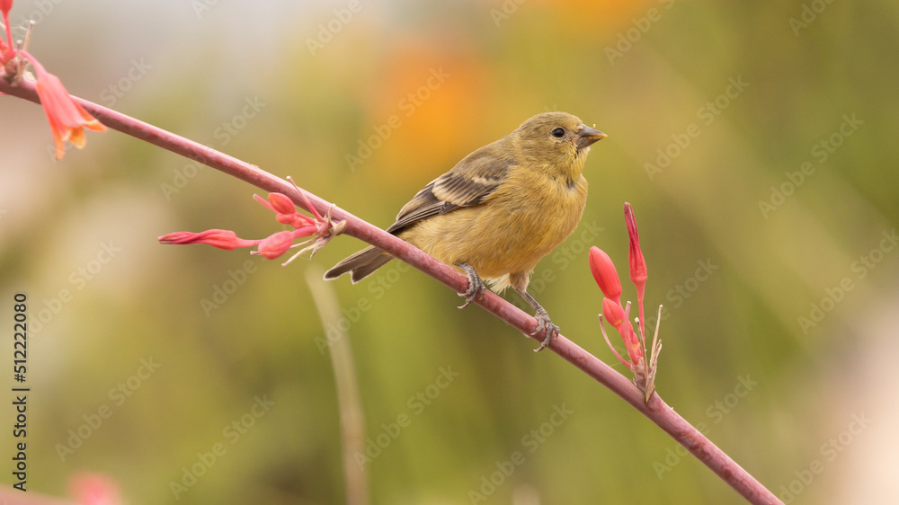 Fototapeta premium A female lesser goldfinch perches on the stem of a red yucca flower with an out of focus green and orange background behind her. 